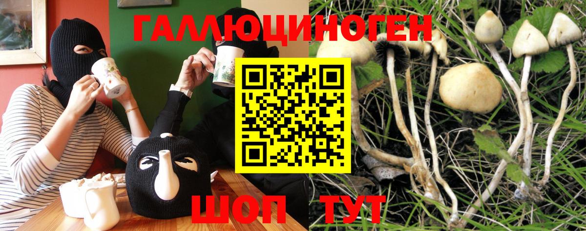 Менделеевск  Псилоцибиновые грибы Cubensis  Вход с VPN 